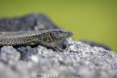 Lézard de Madère