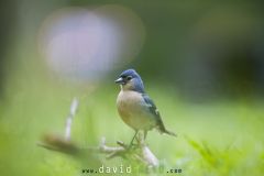 Pinson des Açores ; Azores Chaffinch