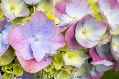 Hortensia à grandes feuilles