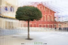 Arbre en surimpression