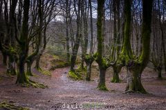 Hêtraie d’Otzarreta ; Otzarreta beech forest