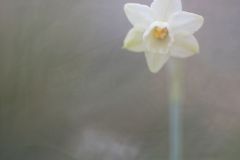 Narcisse douteux ; Daffodils