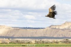 Vautour fauve ; Eurasian griffon vulture