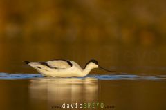 Avocette élégante ; Pied Avocet