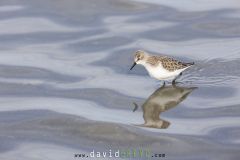 Bécasseau minute ; Little Stint