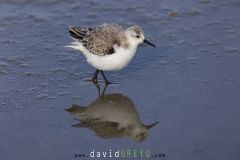 Bécasseau sanderling ; Sanderling