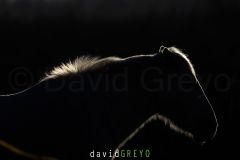 Cheval camarguais ; Camargue horse