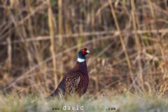 Faisan de colchide ; Common Pheasant