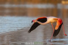 Flamant rose ; Greater flamingo