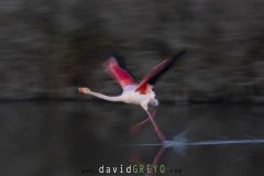 Flamant rose ; Greater flamingo