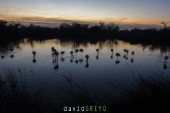 Flamant rose ; Greater flamingo