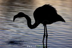 Flamant rose ; Greater flamingo