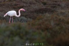 Flamant rose ; Greater flamingo