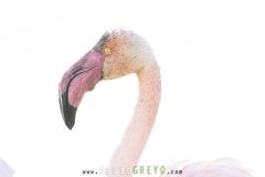 Flamant rose ; Greater flamingo