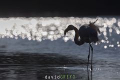 Flamant rose ; Greater flamingo