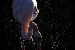 Flamant rose ; Greater flamingo