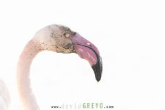 Flamant rose ; Greater flamingo