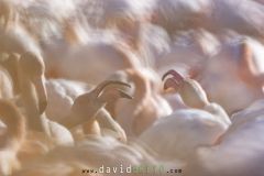 Flamant rose ; Greater flamingo