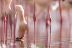 Flamant rose ; Greater flamingo