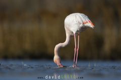 Flamant rose ; Greater flamingo