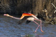 Flamant rose ; Greater flamingo