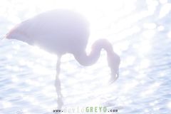 Flamant rose ; Greater flamingo