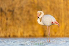 Flamant rose ; Greater flamingo