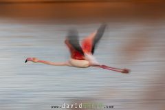 Flamant rose ; Greater flamingo