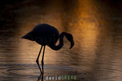 Flamant rose ; Greater flamingo