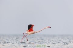 Flamant rose ; Greater flamingo