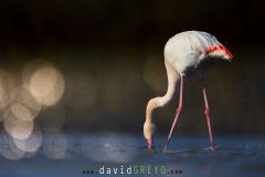 Flamant rose ; Greater flamingo