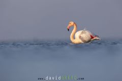 Flamant rose ; Greater flamingo