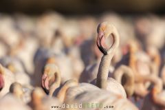 Flamant rose ; Greater flamingo