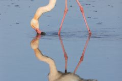 Flamant rose ; Greater flamingo