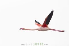 Flamant rose ; Greater flamingo