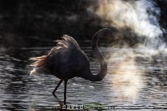 Flamant rose ; Greater flamingo