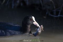 Foulque macroule avec une Souris domestique ; Coot with a House Mouse