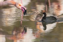 Foulque macroule ; Eurasian Coot