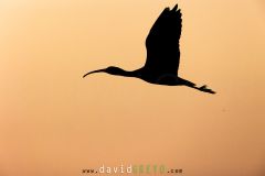 Ibis falcinelle ; Glossy Ibis