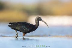 Ibis falcinelle ; Glossy Ibis