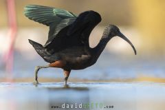 Ibis falcinelle ; Glossy Ibis