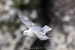 Fulmar boréal