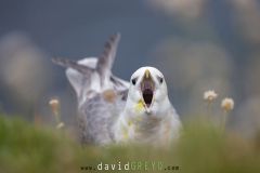 Fulmar boréal