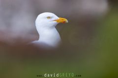 Goéland argenté