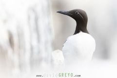 Guillemot de Troïl