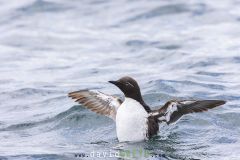 Guillemot de Troïl