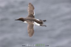 Guillemot de Troïl