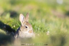 Lapin de garenne