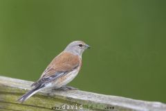 Linotte mélodieuse