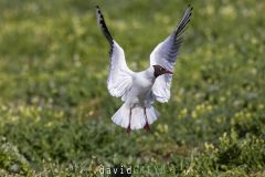 Mouette rieuse